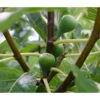 Bio Echte Feige 'Gustissimo® Perretta®' -Gardena Store 7612666 WE DE 002 FicusFeigeBioGustissimoPerrettaAllgreen