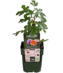 Bio Echte Feige 'Gustissimo® Perretta®' -Gardena Store 7612666 WE FS 001 FicusFeigeBioGustissimoPerrettaAllgreen