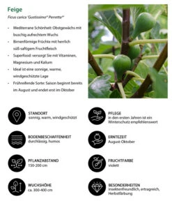 Bio Echte Feige 'Gustissimo® Perretta®' -Gardena Store 7612666 WE IG 001 FeigeFicuscaricaGustissimiPerretta