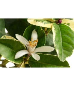 Weißbunte Zitrone 'Variegata' -Gardena Store 7623051 WE DE 001 CitrusZitroneVariegataT20