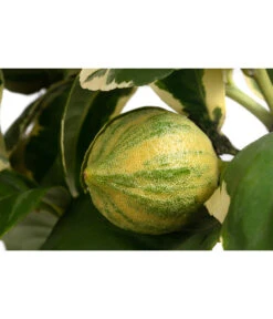 Weißbunte Zitrone 'Variegata' -Gardena Store 7623051 WE DE 002 CitrusZitroneVariegataT20