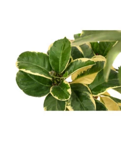 Weißbunte Zitrone 'Variegata' -Gardena Store 7623051 WE DE 003 CitrusZitroneVariegataT20