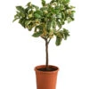 Weißbunte Zitrone 'Variegata' -Gardena Store 7623051 WE FS 001 CitrusZitroneVariegataT20