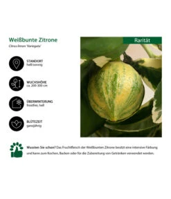 Weißbunte Zitrone 'Variegata' -Gardena Store 7623051 WE IG 001 WeissbunteZitrone