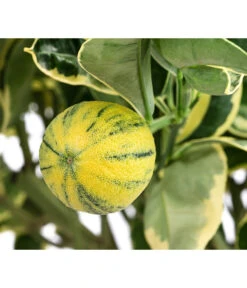 Weißbunte Orange 'Variegata' -Gardena Store 7623093 WE DE 001 CitrusWeissbunteOrangeVariegataT20