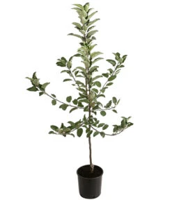 Winterapfel 'Ecolette' (S) -Gardena Store 7639016 PR FS 001 MalusApfelEcoletteDehnerExpressHerzig