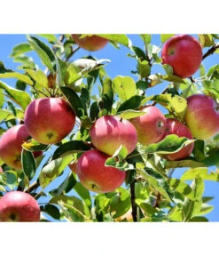 Winterapfel 'Florina' -Gardena Store 7644636 PR DE 001 MalusFlorinaApfelPixaba