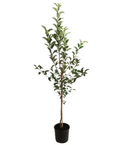 Apfel-Duo 'Gala'/'Elstar' 5 Apfel-Duo 'Gala'/'Elstar' -Gardena Store 7645914 WE FS 001 MalusApfelDuoGalaElstar