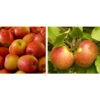 Apfel-Duo 'Gala'/'Elstar' 2 Apfel-Duo 'Gala'/'Elstar' -Gardena Store 7645914 WE MO 002 DuoApfelElstarGala