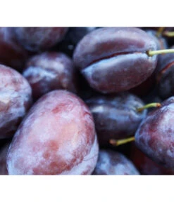 Säulenzwetschge 'Geisenheimer Top' 5 Säulenzwetschge 'Geisenheimer Top' -Gardena Store 7647878 WE MO 001 ZwetschgeGeisenheimerTopSaeulePixabay