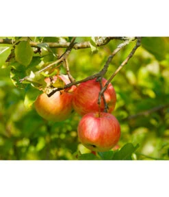 Herbstapfel 'Gravensteiner' -Gardena Store 7657356 WE DE 002 ApfelGravensteinerPixabay