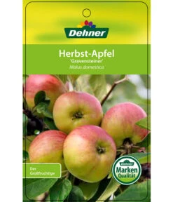 Herbstapfel 'Gravensteiner' -Gardena Store 7657398 HerbstapfelGravensteiner Etikett 1