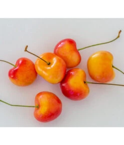 Kirschen-Duo 'Regina/Napoleon' -Gardena Store 7657570 WE MO 001 SuesskirscheGrossePrinzessinPixabay