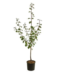 Zwetschge 'Haganta' 7 Zwetschge 'Haganta' -Gardena Store 7662257 WE FS 001 PrunusZwetschgeHaganta