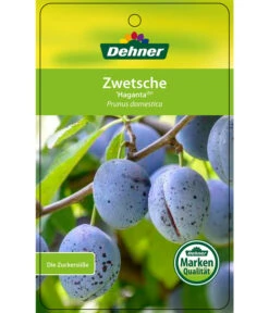 Zwetschge 'Haganta' 8 Zwetschge 'Haganta' -Gardena Store 7662257 ZwetscheHaganta Etikett 1