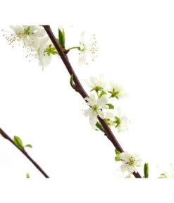 Zwetschge 'Haroma' -Gardena Store 7662703 WE DE 001 ZwetschgeHaromaDehnerExpressHerzig