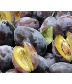 Zwetschgen-Duo 'Hauszwetsche'/'Oullins Reneklode' 8 Zwetschgen-Duo 'Hauszwetsche'/'Oullins Reneklode' -Gardena Store 7663586 PR DE 001 PrunusPflaumeHauszwetschgePixabay