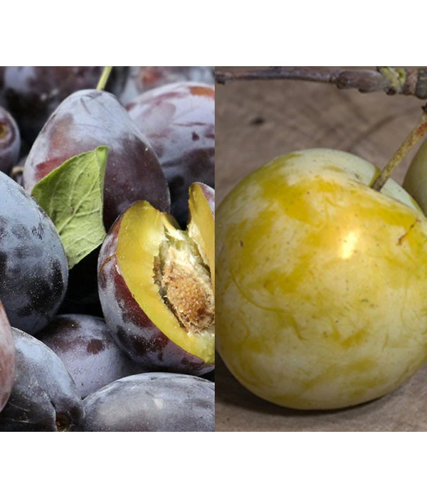 Zwetschgen-Duo 'Hauszwetsche'/'Oullins Reneklode' 3 Zwetschgen-Duo 'Hauszwetsche'/'Oullins Reneklode'