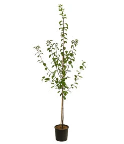 Zwetschgen-Duo 'Hauszwetsche'/'Oullins Reneklode' 7 Zwetschgen-Duo 'Hauszwetsche'/'Oullins Reneklode' -Gardena Store 7663693 WE FS 001 PrunusZwetschgeDuoHauszwetschgeOullins