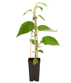 Dehner Kiwi 'Hayward', Weiblich -Gardena Store 7664394 PR FS 002 KiwiHaywardActinida2LiterDehnerExpressHerzig