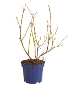 Heidelbeere 'Duke' -Gardena Store 7665219 WE FS 001 HeidelbeereDuke3L