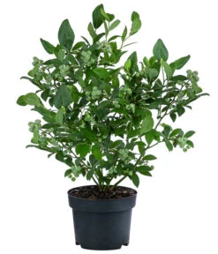 Heidelbeere 'Duke' -Gardena Store 7665219 WE FS 002 HeidelbeereDuke3L