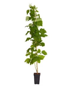 Dehner Gourmet Garten Himbeere 'Homecane®' -Gardena Store 7666662 PR FS 002 Himbeere HomeCaneDehnerExpressZS