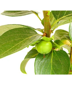 Dehner Kaki 'Rojo Brillante' - Kaki-Pflaume 'Rojo Brillante' 12 Dehner Kaki 'Rojo Brillante' - Kaki-Pflaume 'Rojo Brillante' -Gardena Store 7693377 PR DE 001 KakiRojoBrillanteBUDehnerExpressHerzig