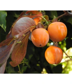 Dehner Kaki 'Rojo Brillante' - Kaki-Pflaume 'Rojo Brillante' 10 Dehner Kaki 'Rojo Brillante' - Kaki-Pflaume 'Rojo Brillante' -Gardena Store 7693377 WE DE 005 KakiDiospyrosKakipflaumeRojoBrillante Pixabay