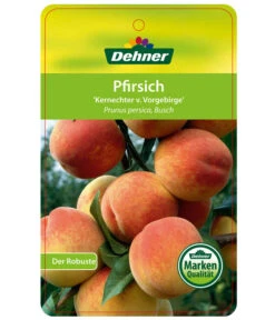 Dehner Pfirsich 'Kernechter Vom Vorgebirge' -Gardena Store 7695505 PfirsichKernechterVomVorgebirge Etikett 1