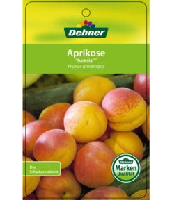Aprikose 'Kuresia' -Gardena Store 7704158 AprikoseKuresia Etikett 1