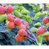 Aprikose 'Kuresia' -Gardena Store 7704158 PR DE 001 PrunusAprikoseKuresiaPixabay