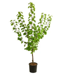 Aprikose 'Kuresia' -Gardena Store 7704158 WE FS 001 PrunusAprikoseKuresia