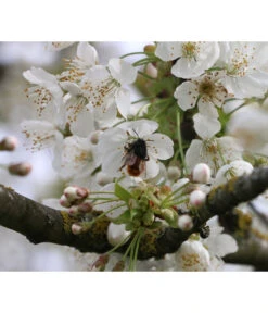 Süßkirsche 'Merchant' 8 Süßkirsche 'Merchant' -Gardena Store 7710205 PR DE 002 PrunusSuesskirscheMerchantPixabay