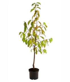 Süßkirsche 'Merchant' 7 Süßkirsche 'Merchant' -Gardena Store 7710205 PR FS 001 SuesskirscheMerchantBusch95LiterDehnerExpressHerzig