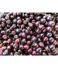 Süßkirsche 'Merchant' 9 Süßkirsche 'Merchant' -Gardena Store 7710205 WE MO 002 KirscheMerchantPixabay