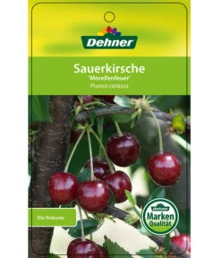 Sauerkirsche 'Morellenfeuer' -Gardena Store 7714728 SauerkirscheMorellenfeuer Etikett 1