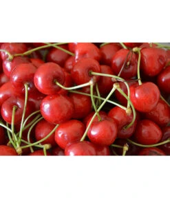 Sauerkirsche 'Morellenfeuer' -Gardena Store 7714728 WE MO 001 SauerkirscheMorellenfeuerPixabay