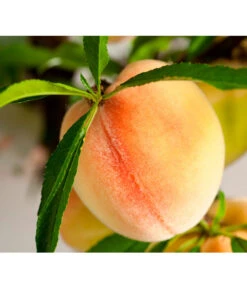 Zwergpfirsich 'Bonanza' -Gardena Store 7723992 WE DE 001 ZwergobstObstzwergPfirsich