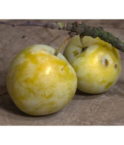 Zwetschgen-Duo 'Hauszwetsche'/'Oullins Reneklode' 9 Zwetschgen-Duo 'Hauszwetsche'/'Oullins Reneklode' -Gardena Store 7725518 PR DE 001 PrunusReneklodeOullinsPixabay