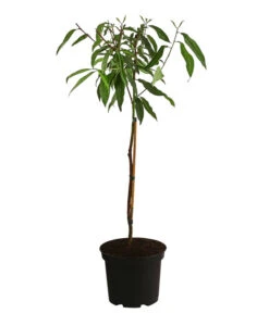 Pfirsich-Aprikose 'Pfirsicose®' 5 Pfirsich-Aprikose 'Pfirsicose®' -Gardena Store 7728454 WE FS 001 PrunusPfirsicose