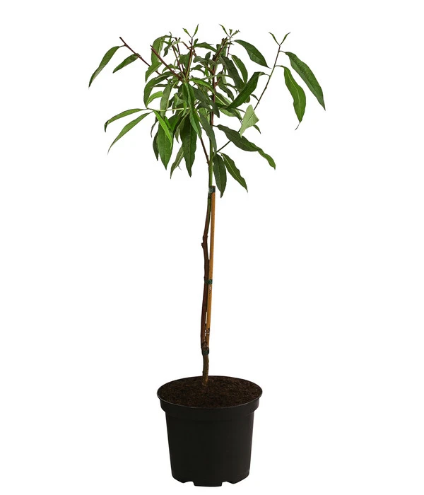 Pfirsich-Aprikose 'Pfirsicose®' 4 Pfirsich-Aprikose 'Pfirsicose®' – Bild 2