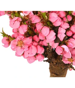 Zwergpfirsich 'Amber Pix Zee' -Gardena Store 7728744 WE DE 001 ZwergPfirsich7LDehnerExpressHerzig