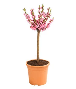Zwergpfirsich 'Amber Pix Zee' -Gardena Store 7728744 WE FS 002 ZwergPfirsich7LDehnerExpressHerzig