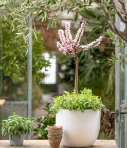 Zwergpfirsich 'Amber Pix Zee' -Gardena Store 7728744 WE MO 001 ZwergPfirsich