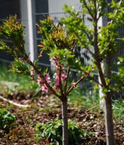 Zwergpfirsich 'Amber Pix Zee' -Gardena Store 7728744 WE MO 003 ZwergpfirsichBauer