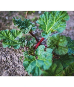 Dehner Gourmet Garten Himbeer-Rhabarber 9 Dehner Gourmet Garten Himbeer-Rhabarber -Gardena Store 7736028 PR 001 RheumRhabarberPixabay