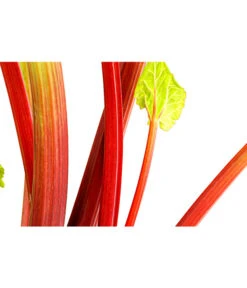 Dehner Gourmet Garten Himbeer-Rhabarber 8 Dehner Gourmet Garten Himbeer-Rhabarber -Gardena Store 7736028 PR DE 002 RhabarberHimbeere2LiterDehnerExpressHerzig