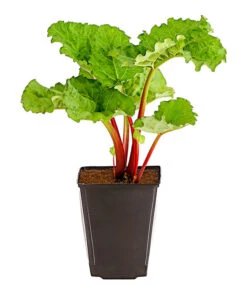 Dehner Gourmet Garten Himbeer-Rhabarber 7 Dehner Gourmet Garten Himbeer-Rhabarber -Gardena Store 7736028 PR FS 002 RhabarberHimbeere2LiterDehnerExpressHerzig