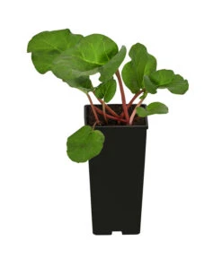 Rhabarber 'Livingstone' -Gardena Store 7736044 WE FS 001 RhabarberLivingstone